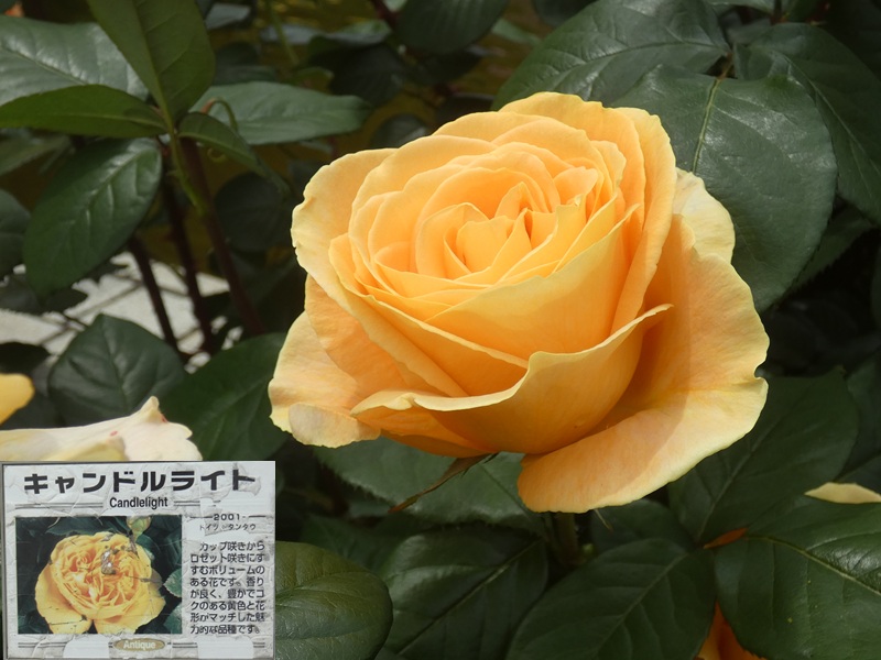 高木飛鳥さん