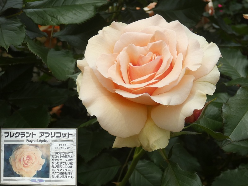 高木飛鳥さん