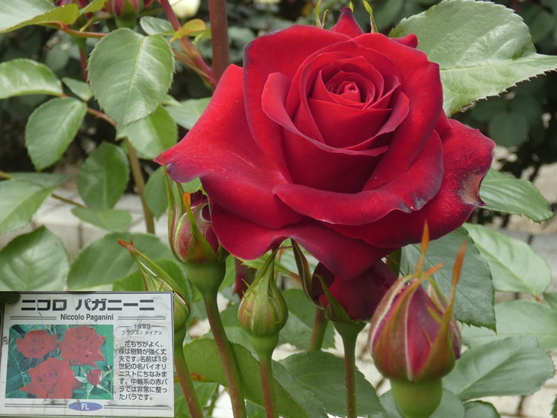 高木飛鳥さん