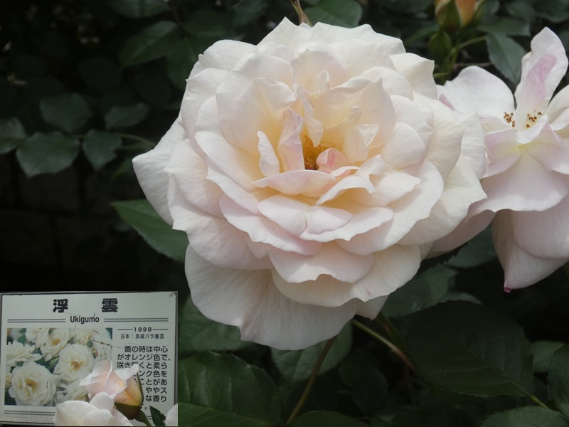 高木飛鳥さん