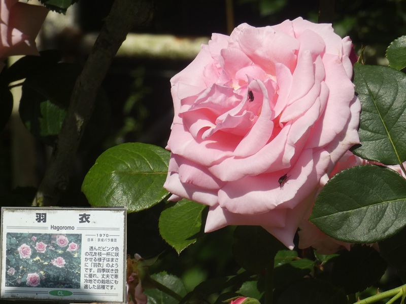 高木飛鳥さん
