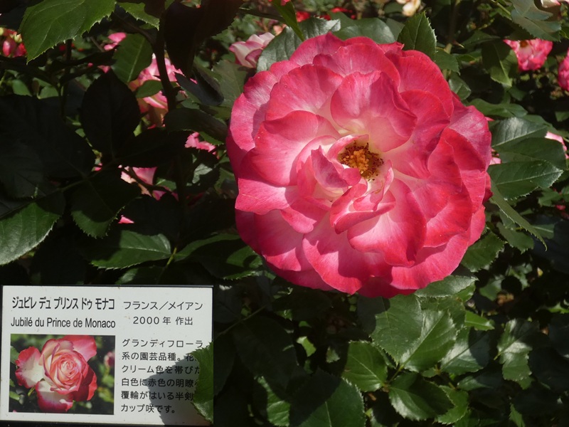 高木飛鳥さん