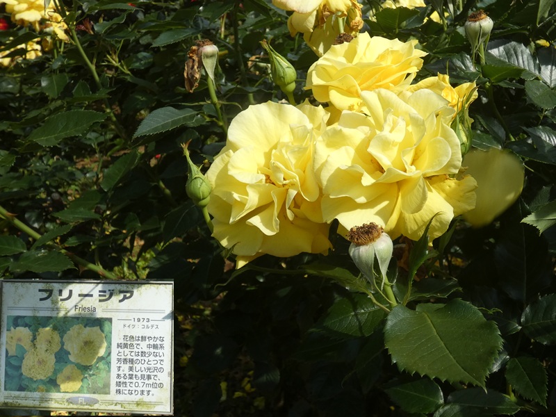 高木飛鳥さん