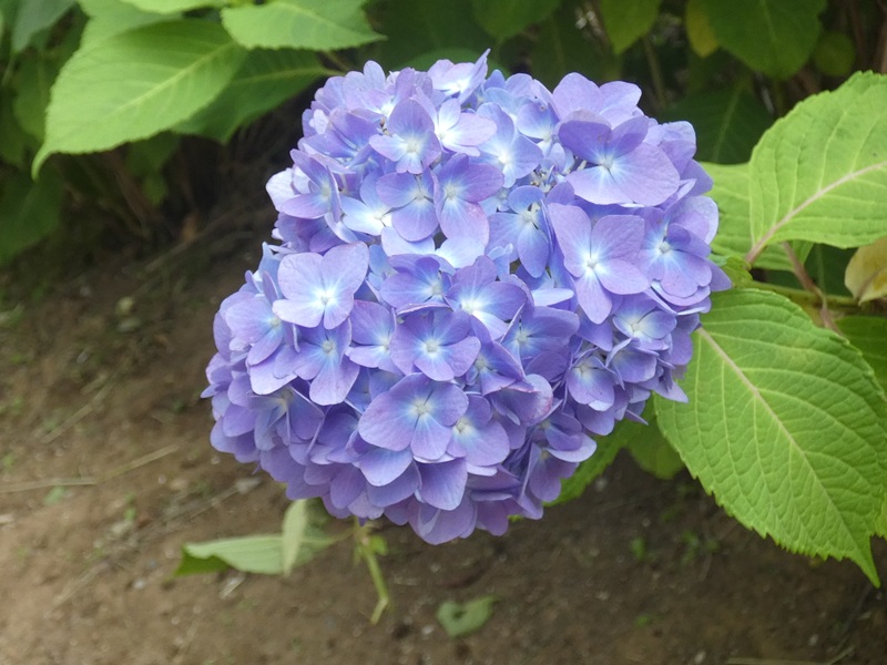 高木飛鳥さん