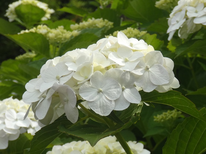 高木飛鳥さん