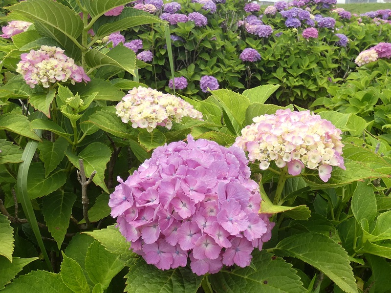 高木飛鳥さん