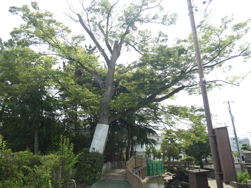 高木飛鳥さん