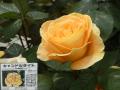 高木飛鳥さん