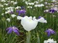 高木飛鳥さん